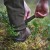 Spodnie Pinewood Caribou Hunt 5985 S.Brown/H.Olive (244)