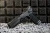 Pistolet KMR L-02 Orca OR SA 5" 9mm luger
