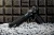 Pistolet KMR W-02 Cuda OR SA 6" 9mm luger