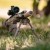 Bipod MOE dwójnóg magpul FDE bączek