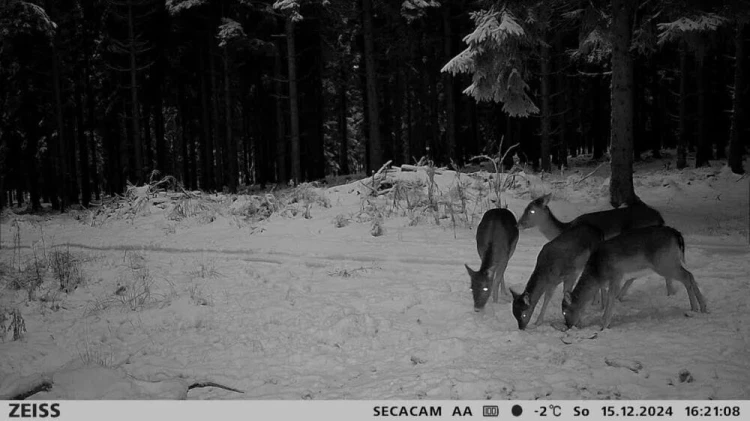 Fotopułapka Zeiss Secacam 3