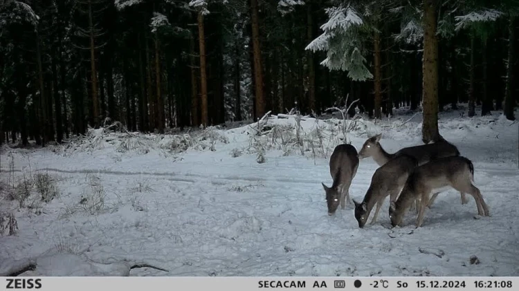 Fotopułapka Zeiss Secacam 3